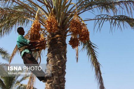 فروش خرمای ایرانی به نام خرمای پاکستان