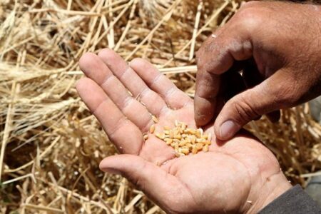 پیشنهاد ۷۰۰۰ میلیارد تومانی برای تقویت صندوق بیمه کشاورزی در بودجه ۱۴۰۱