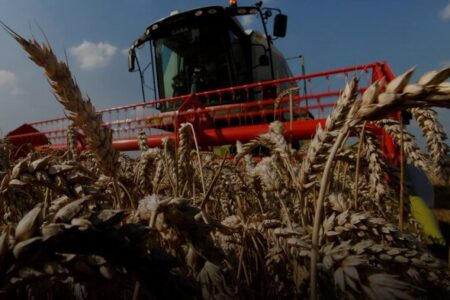 وضعیت خرید گندم در بازار جهانی