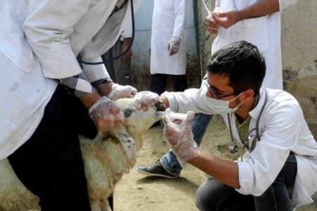 تب کریمه کنگو در کشور اوج گرفت؟