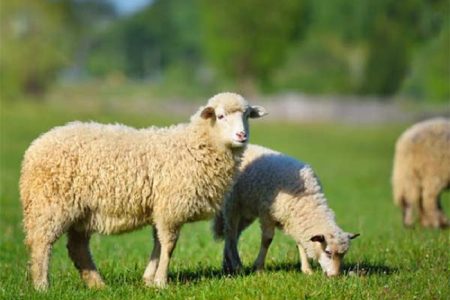 قیمت گوسفند زنده چند؟