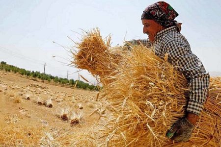 مطالبات گندمکاران تا پایان شهریور پرداخت می شود