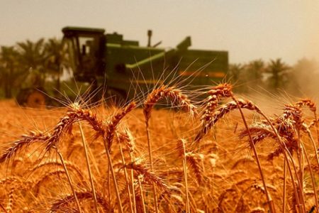 بدهی ۴۵ هزار میلیارد تومانی دولت به گندمکاران پرداخت نشد