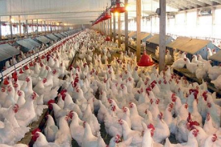 دامپزشکی درباره شیوع آنفلوآنزای فوق حاد پردندگان هشدار داد