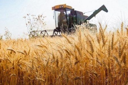 اولتیماتوم مجلس به دولت برای تعیین قیمت گندم