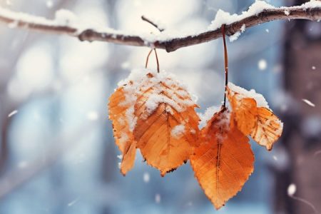 هواشناسی ۲۹ آذر؛ آغاز بارش برف و باران از جمعه در این استان‌ها