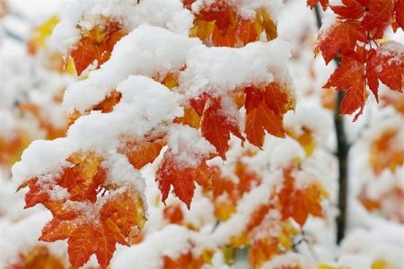 هواشناسی ۵ دی؛ بارش برف و باران در این استان‌ها از آخر هفته