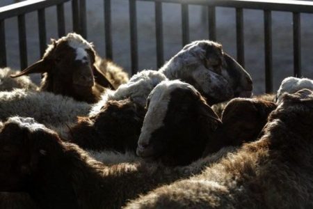 واردات بدون محدودیت دام زنده برای این افراد مجاز شد