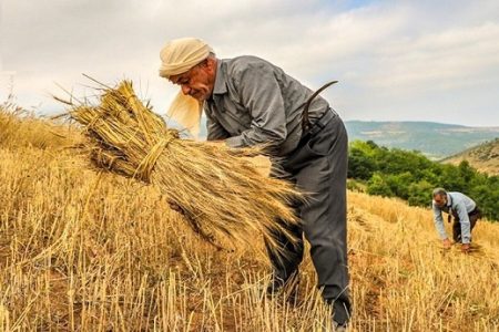 حذف تعهد ارزی کشاورزان از سال آینده