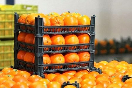 زمان عرضه میوه شب عید و خرمای تنظیم بازاری