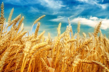 نرخ خرید تضمینی جو و غلات امروز اعلام می‌شود