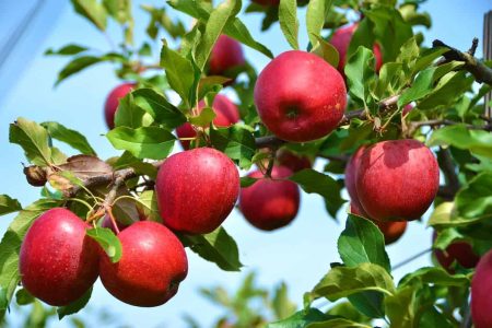 عوارض صادرات سیب برداشته شد