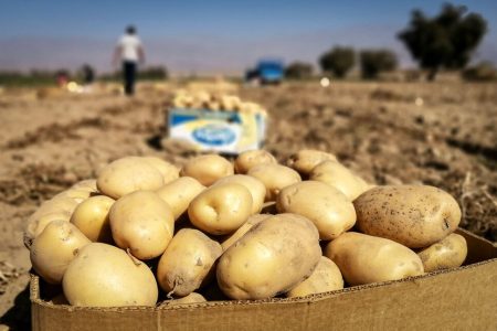 عوارض صادرات سیب‌زمینی ۶۰ درصد شد