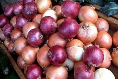 قیمت پیاز ارزان شد
