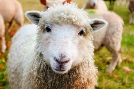 امروز(٨ خرداد ۱۴۰۳)؛ قیمت دام زنده چقدر شد؟