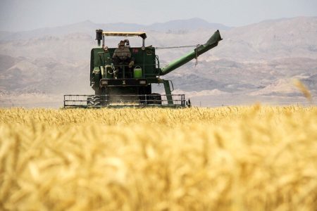 مطالبات گندمکاران تا اوایل هفته آینده پرداخت می‌شود