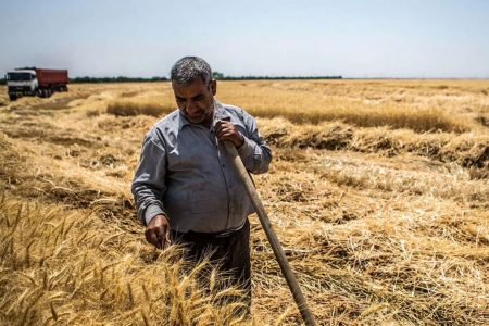 نحوه پرداخت مطالبات گندمکاران تغییر کرد