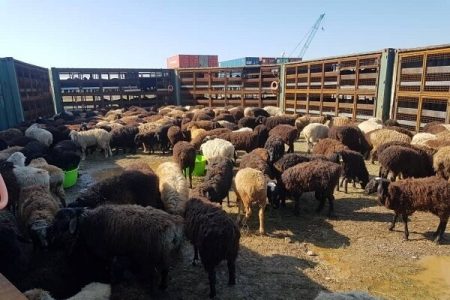 قیمت دام سبک زنده امروز (۲۱ خرداد) چقدر گران شد؟