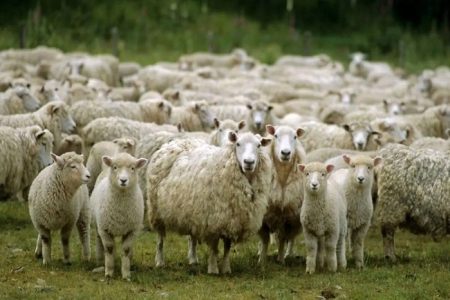 قیمت مصوب دام زنده ویژه عید قربان