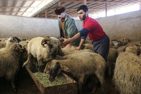قیمت جدید دام زنده سبک و سنگین امروز (چهارشنبه ۲۷ تیر)