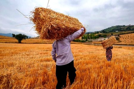 پول خرید تضمینی گندمکاران این هفته پرداخت می‌شود