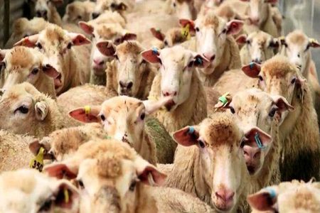 قیمت جدید دام زنده امروز ۲۳ تیر ۱۴۰۳ + جدول