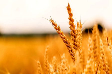 قیمت خرید تضمینی گندم در سال ۱۴۰۴ چقدر تعیین شد؟