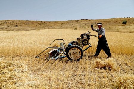 خبر خوش برای کشاورزان : واریز 30 هزار میلیارد تومان به حساب گندمکاران