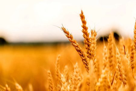 پول گندمکاران این هفته پرداخت می‌شود