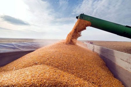 فوری؛ قیمت خرید تضمینی گندم در سال آینده اعلام شد