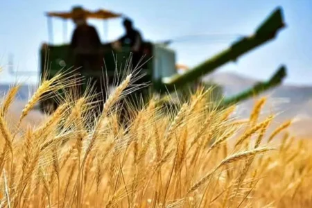 قیمت پیشنهادی نرخ خرید تضمینی گندم ۱۴۰۴ اعلام شد+جزئیات
