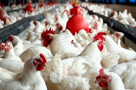 قیمت گوشت مرغ از این تاریخ ارزان می‌شود