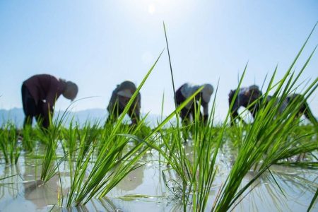 خبر خوش برای شالیکاران؛ قیمت خرید تضمینی برنج اعلام شد