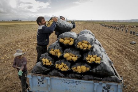 سیب‌زمینی وارداتی ۳۰ هزار تومانی در راه بازار ایران