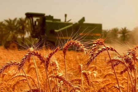 درخواست فوری برای اصلاح قیمت خرید تضمینی گندم