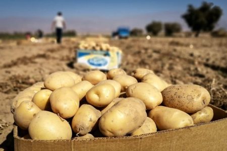 ثبت رکورد جدید؛ گرانی سیب‌زمینی چهار برابر دلار!