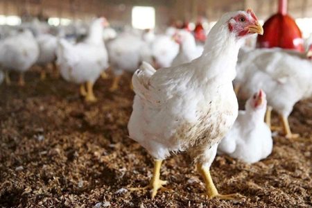 قیمت مرغ زنده و گرم در عمده فروشی‌ها کیلویی چند؟
