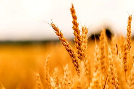 قیمت خرید تضمینی گندم ۲۴ هزار تومان می‌شود؟