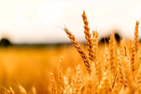 خبر مهم برای گندمکاران؛ زمان اعلام نرخ خرید تضمینی گندم