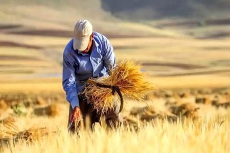 گندمکاران از این تاریخ منتظر واریز مطالبات باشند