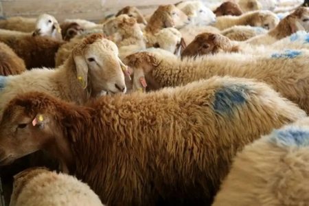 ثبات قیمت دام زنده در بازار؛ گوسفند زنده در تهران کیلویی چند؟ +جدول