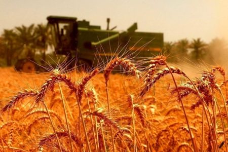 قیمت گندم در سال زراعی جدید امروز اعلام می‌شود؟