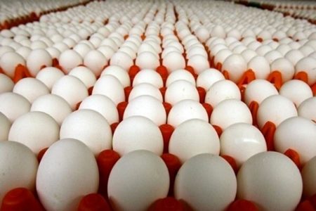 قیمت تخم مرغ درب مرغداری کیلویی چند؟