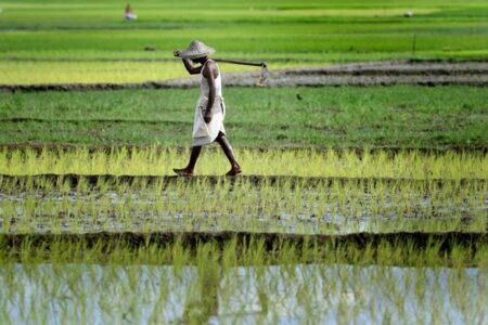 برنج باسماتی هند از بازار حذف می‌شود؟