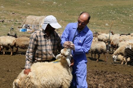 تب برفکی به انسان منتقل می‌شود؟؛ وزارت بهداشت شفاف‌سازی کرد