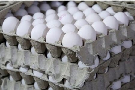 قیمت تخم مرغ رکورد زد: هر شانه ۲۵۰ هزار تومان؛ گرانی ادامه دارد؟