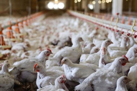 بحران در راه است؛ کاهش تولید ۲۰ درصدی و گران‌تر شدن مرغ