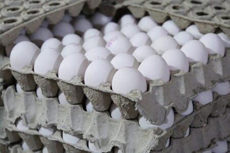 عرضه تخم مرغ بالاتر از ۷۵۰۰ تومان غیرقانونی است؛ بازار در لبه پرتگاه