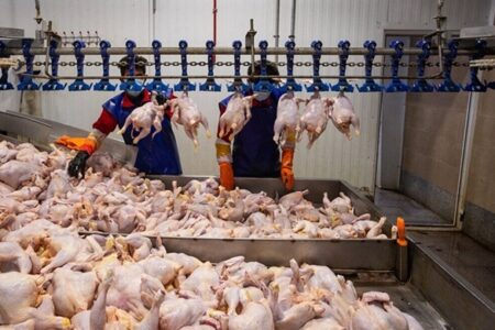 قیمت کنجاله سویا ۲ برابر شد؛ منتظر مرغ ۴۰۰ هزار تومانی باشید