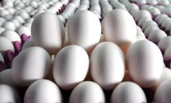 سقوط قیمت تخم‌مرغ؛ نرخ درب مرغداری ۱۲۵ هزار تومان شد